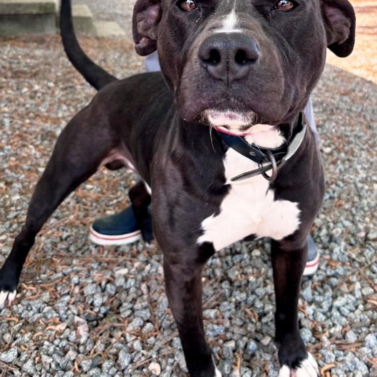 Russell is a cute, happy little boy, sweet and affectionate