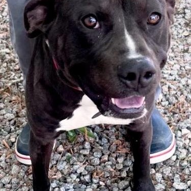 Russell is a cute, happy little boy, sweet and affectionate