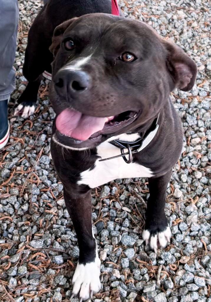 Russell is a cute, happy little boy, sweet and affectionate