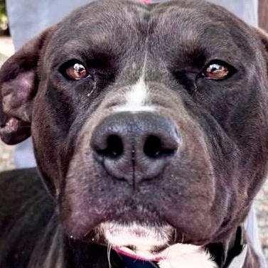 Russell is a cute, happy little boy, sweet and affectionate