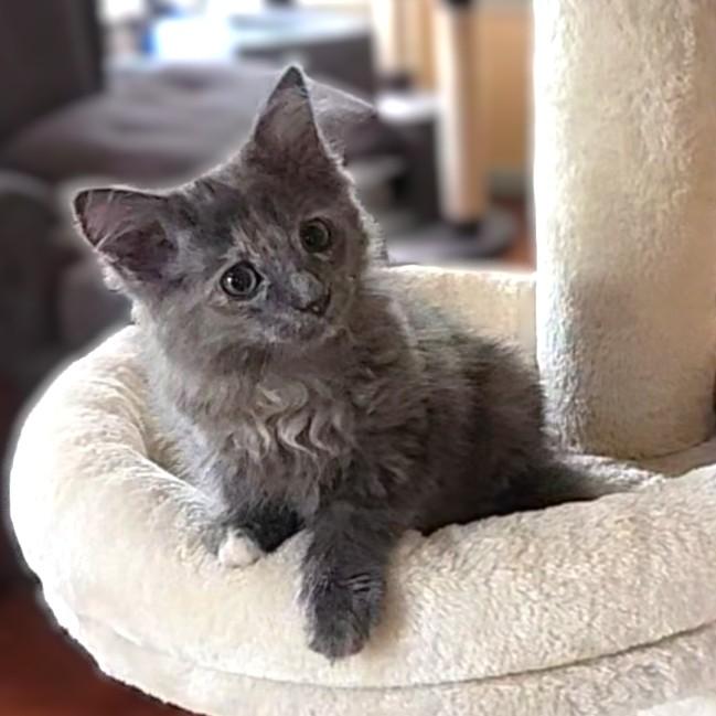 Enlarge Chinchilla (Maine Coone Mix)- Pre-Adoption ONLY, an adopted mixed breed in Allen, TX image 5/5