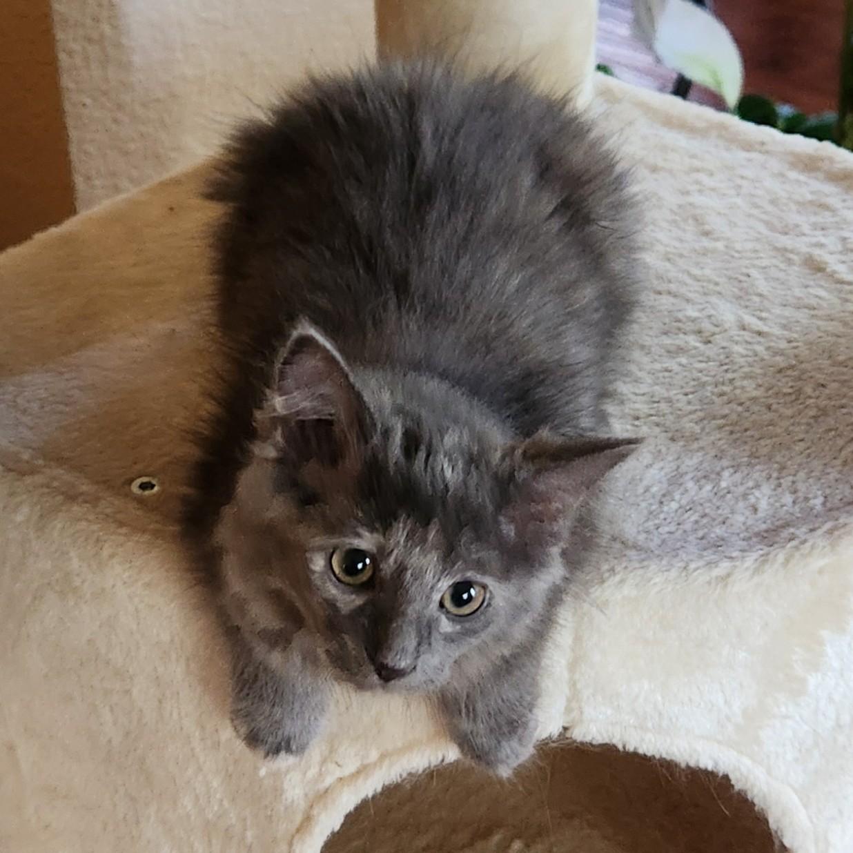 Enlarge Chinchilla (Maine Coone Mix)- Pre-Adoption ONLY, an adopted mixed breed in Allen, TX image 1/5