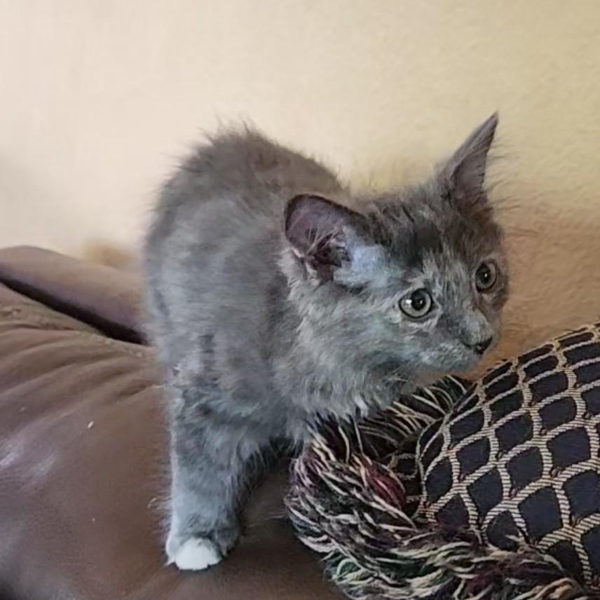 Enlarge Chinchilla (Maine Coone Mix)- Pre-Adoption ONLY, an adopted mixed breed in Allen, TX image 4/5