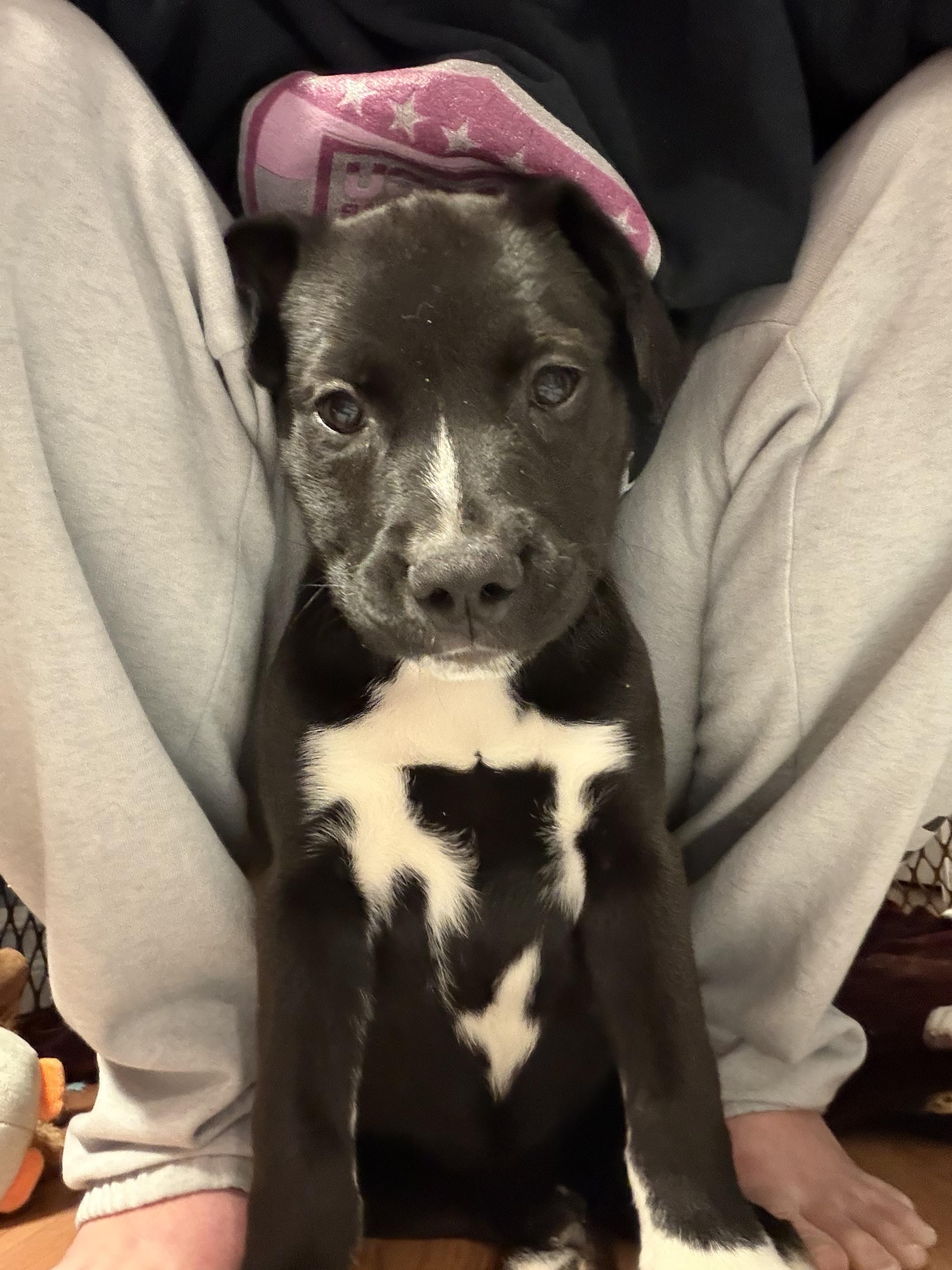 Enlarge Cauliflower, a Adoptable mixed breed in Seville, OH image 2/6