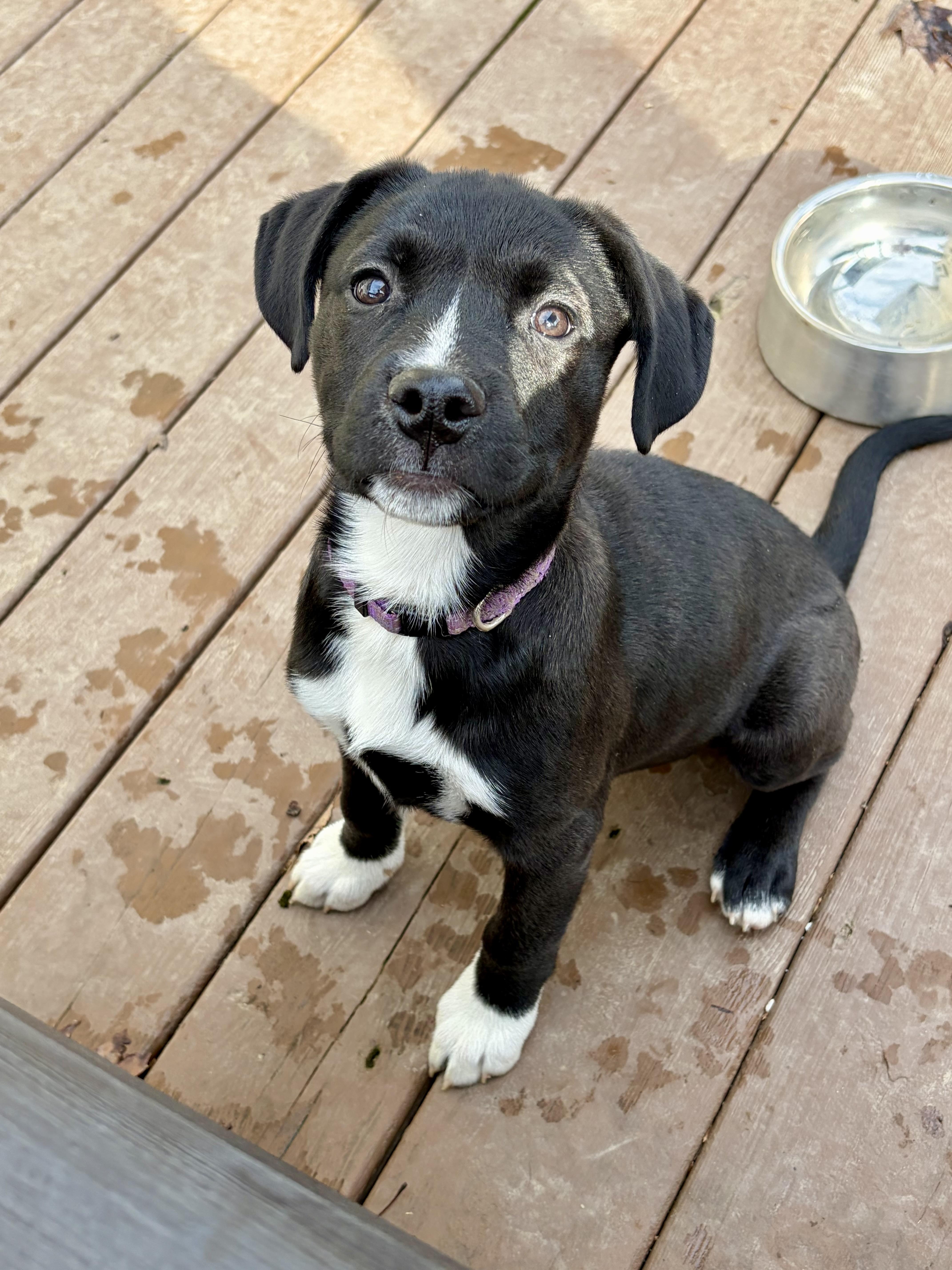 Cauliflower — thumbnail 2