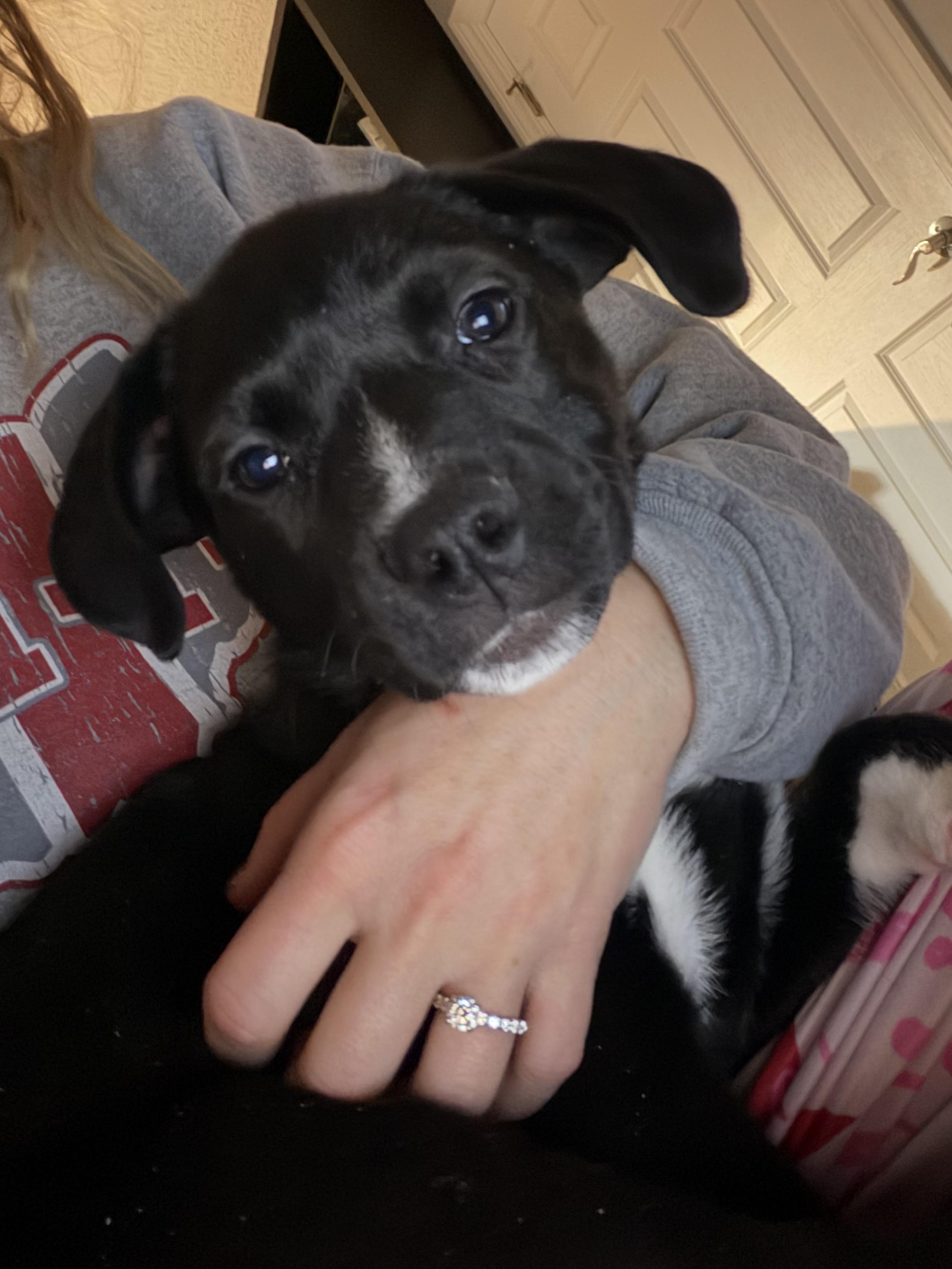 Enlarge Cauliflower, a Adoptable mixed breed in Seville, OH image 4/6