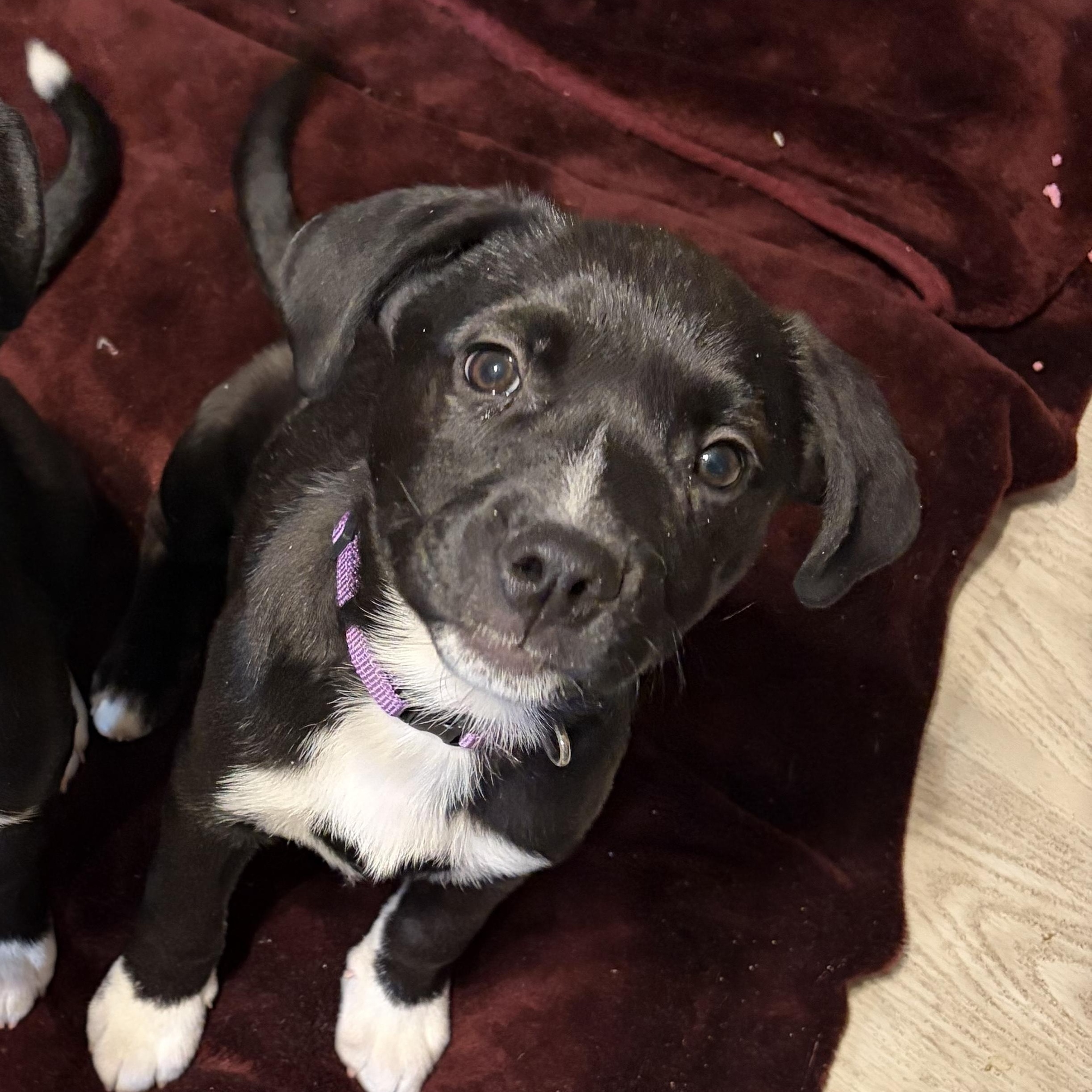 Cauliflower — thumbnail 5