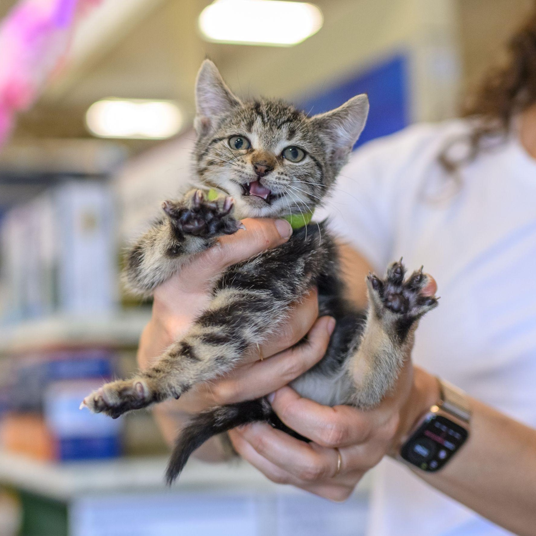 Enlarge THE BREAKFAST CLUB, a Adoptable Tabby in Hamilton, NJ image 4/5