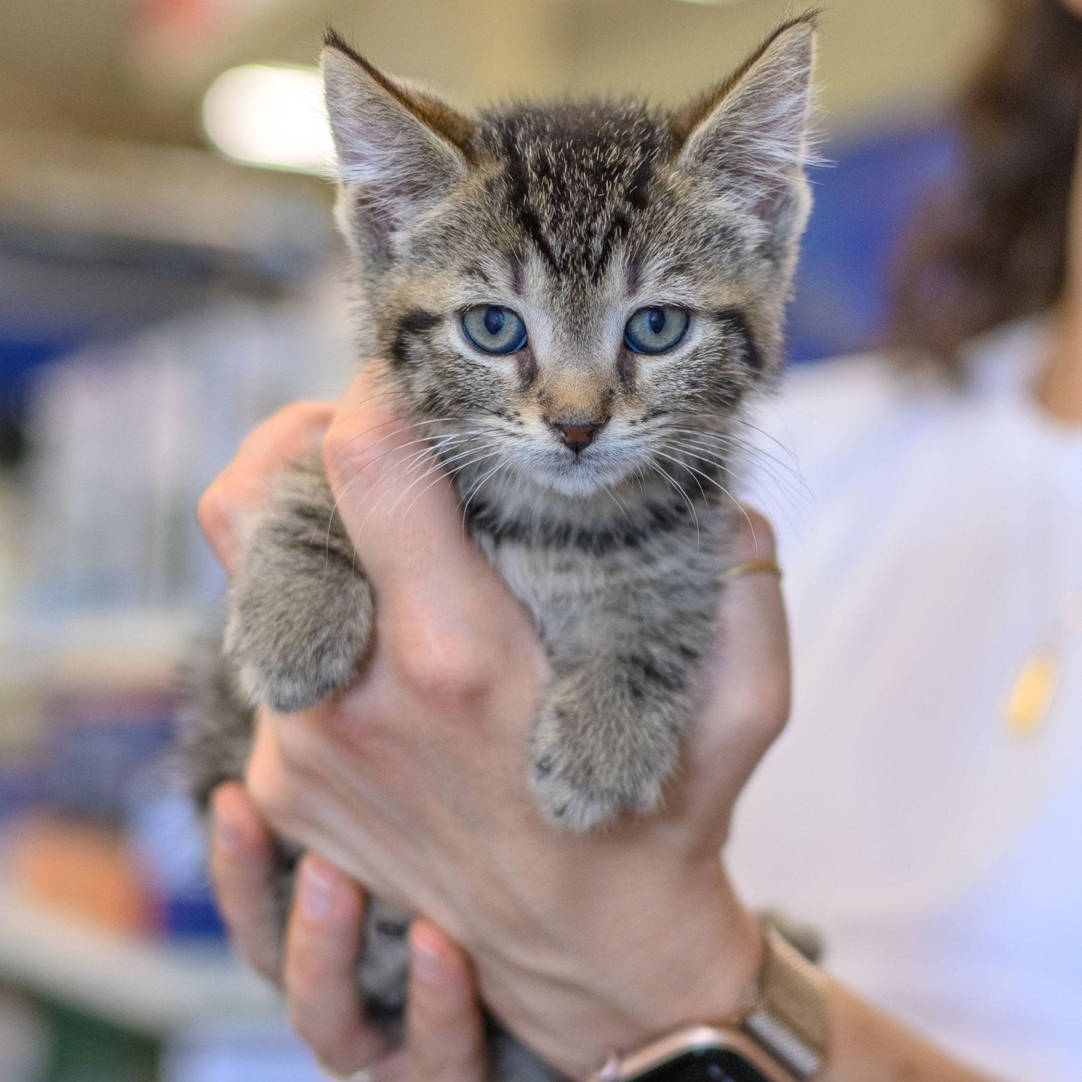 Enlarge THE BREAKFAST CLUB, a Adoptable Tabby in Hamilton, NJ image 2/5