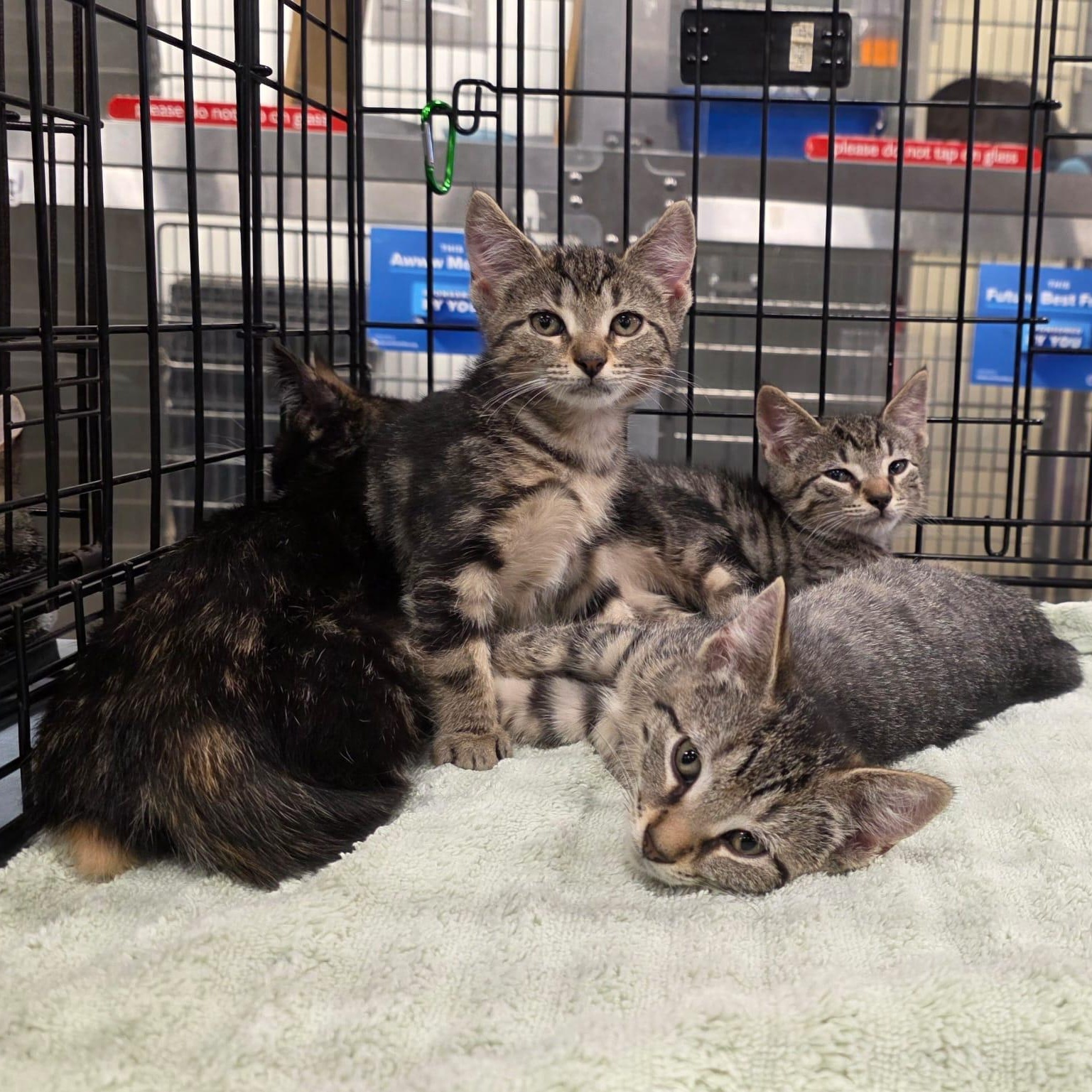 THE BREAKFAST CLUB, Adoptable, Kitten Female Tabby.