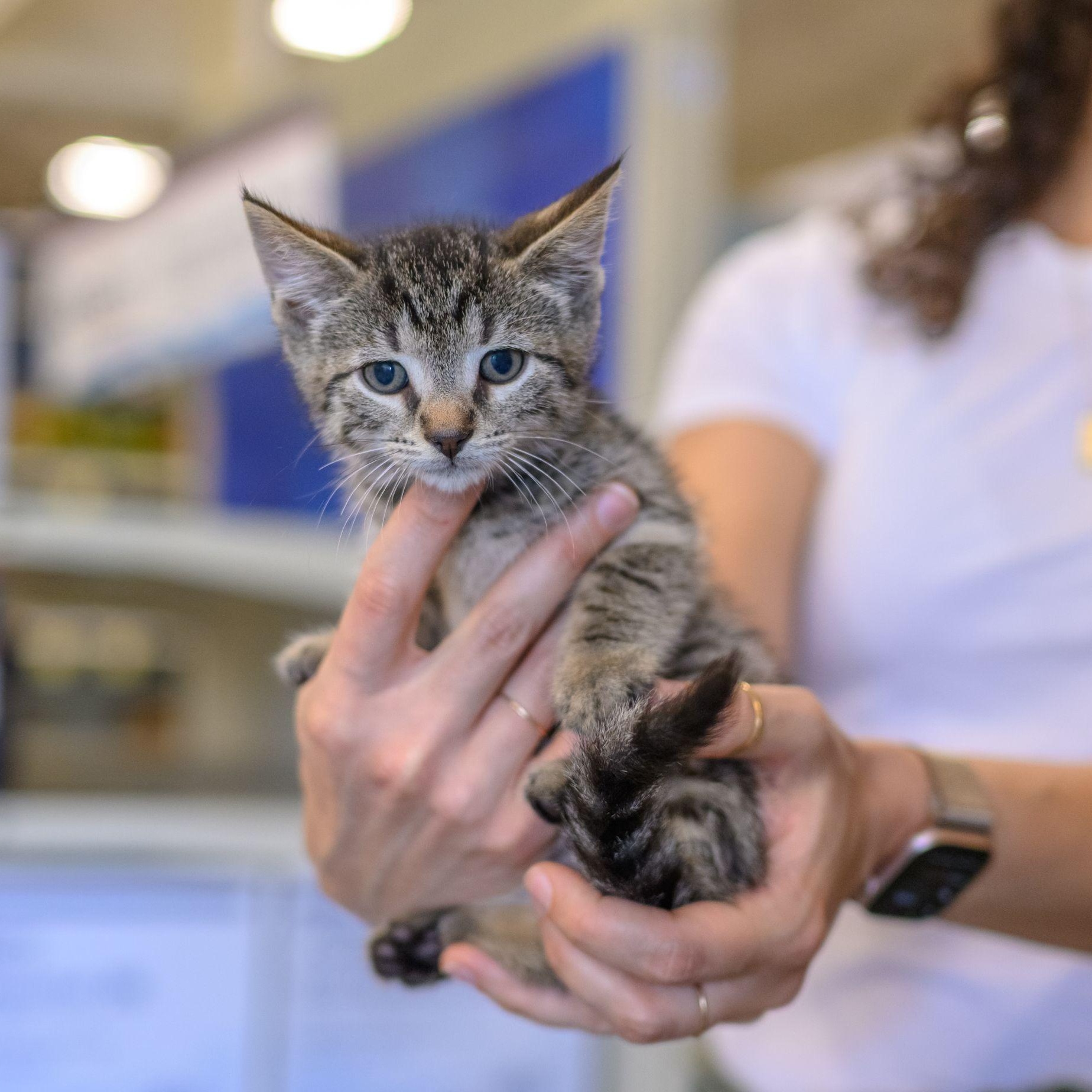 Enlarge THE BREAKFAST CLUB, a Adoptable Tabby in Hamilton, NJ image 5/5