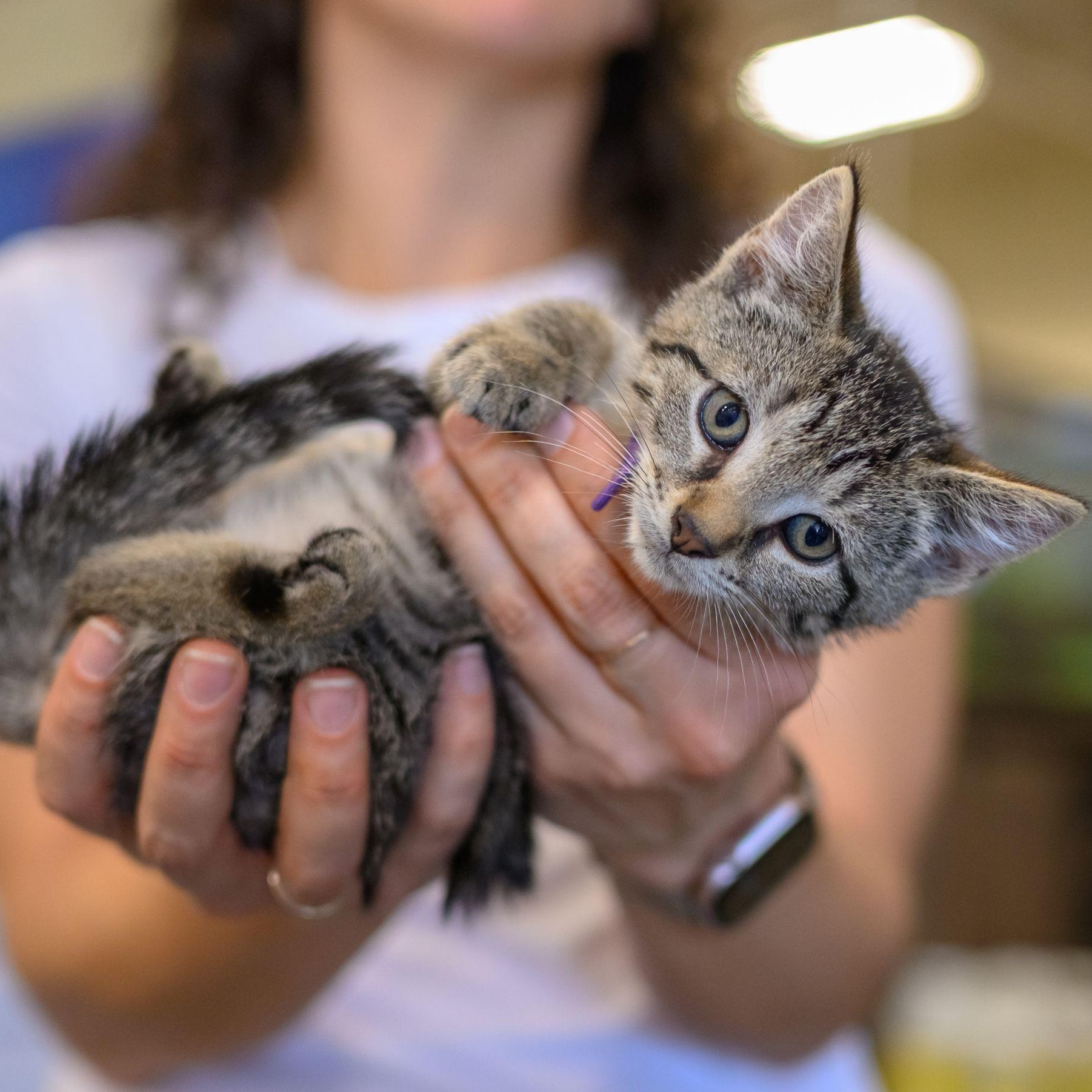 Enlarge THE BREAKFAST CLUB, a Adoptable Tabby in Hamilton, NJ image 3/5