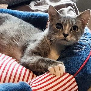 Enlarge Tula, a Adoptable mixed breed in Garner, NC image 3/5