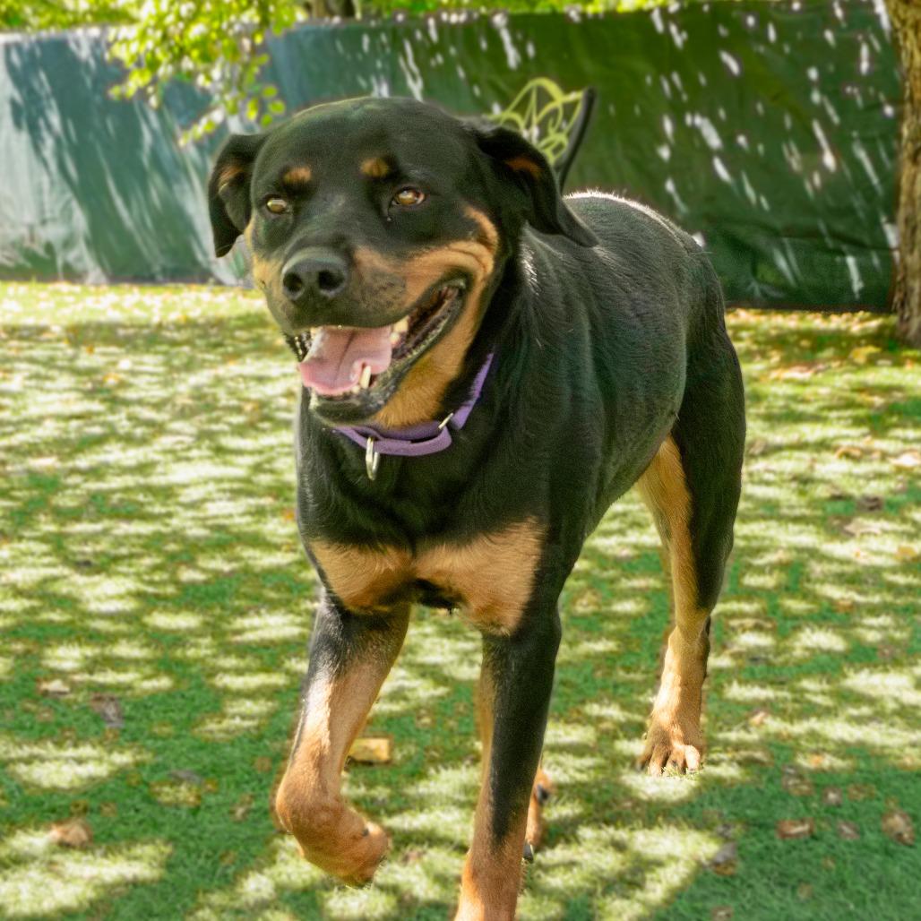 Roxie, Adoptable, Adult Female Rottweiler.