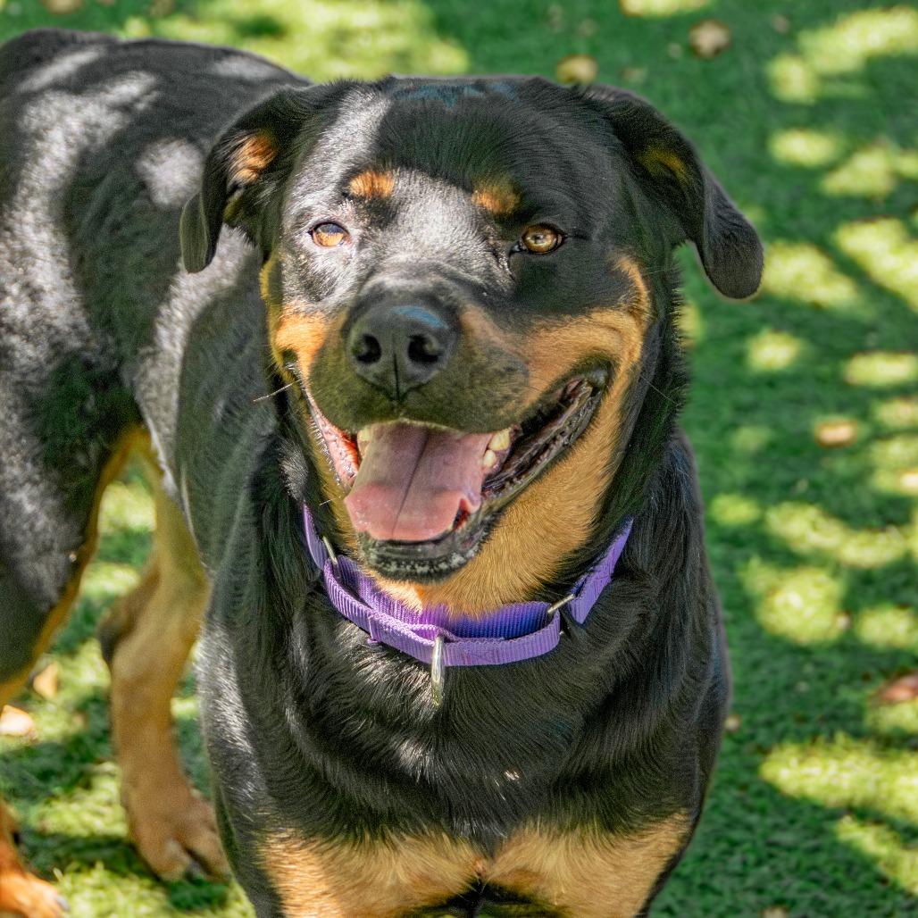 Roxie, a Adoptable Rottweiler in Saint Charles, MO image 2/6