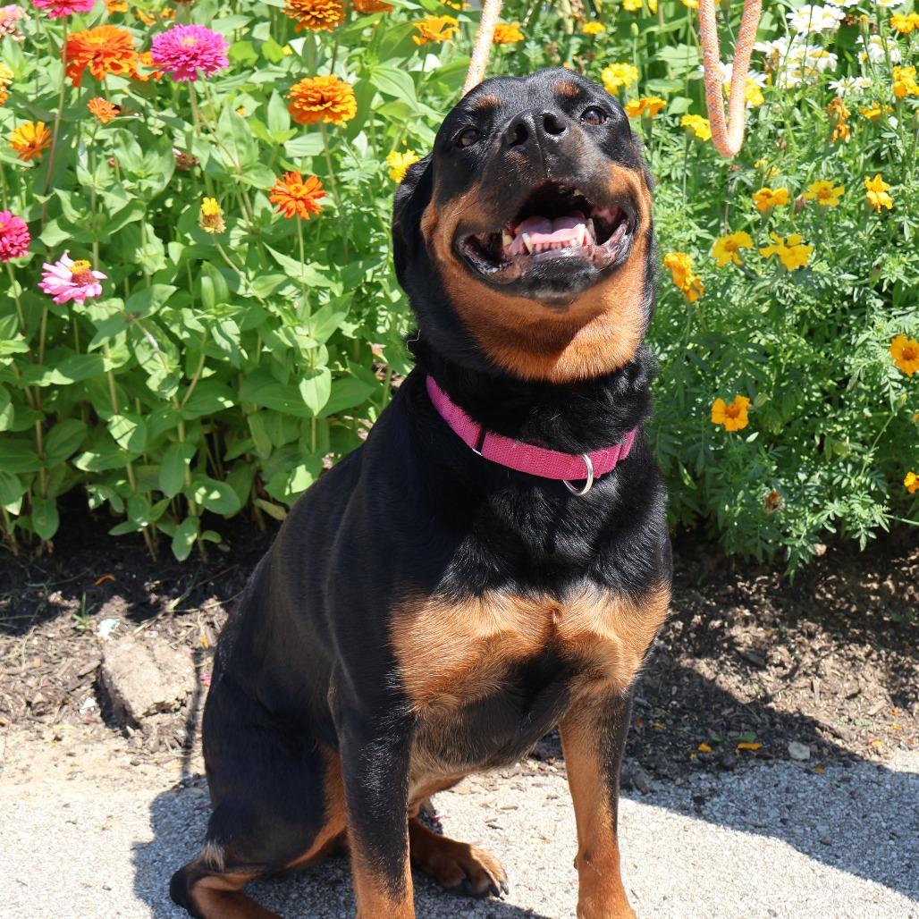 Roxie, Adoptable, Adult Female Rottweiler.