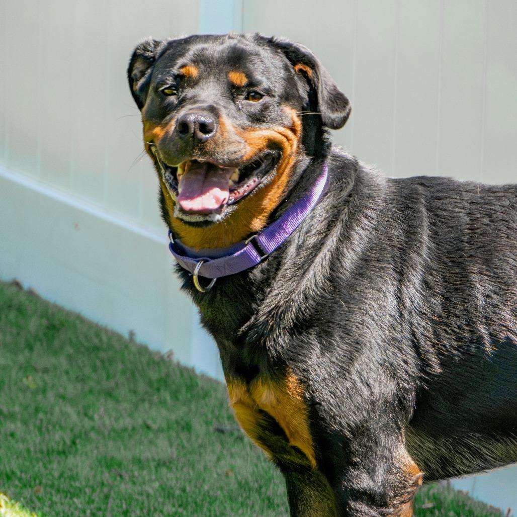 Enlarge Roxie, a Adoptable Rottweiler in Saint Charles, MO image 3/6