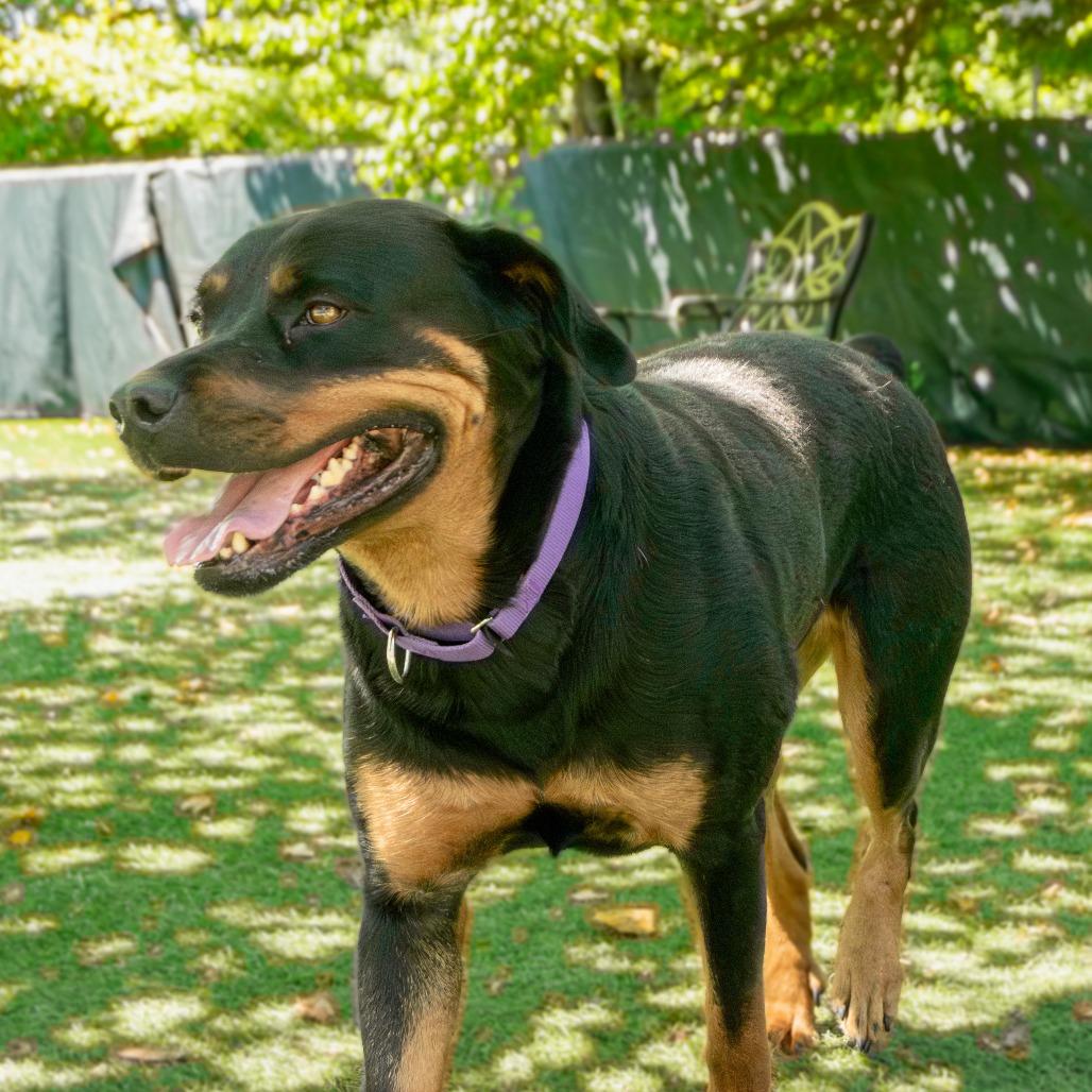 Roxie, a Adoptable Rottweiler in Saint Charles, MO image 3/6
