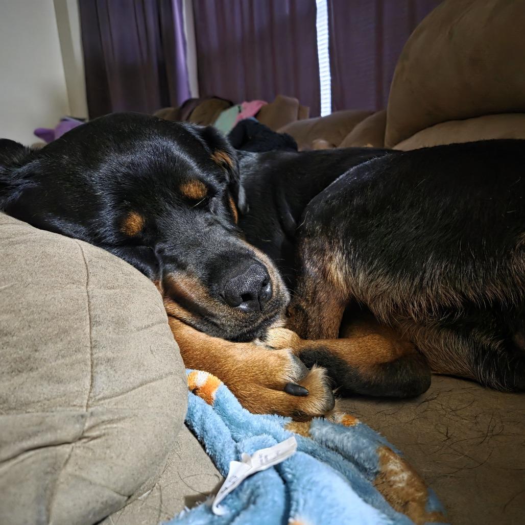 Enlarge Roxie, a Adoptable Rottweiler in Saint Charles, MO image 2/6