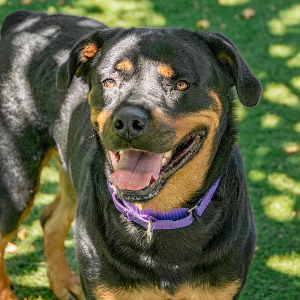 Roxie, a Adoptable Rottweiler in Saint Charles, MO image 5/6