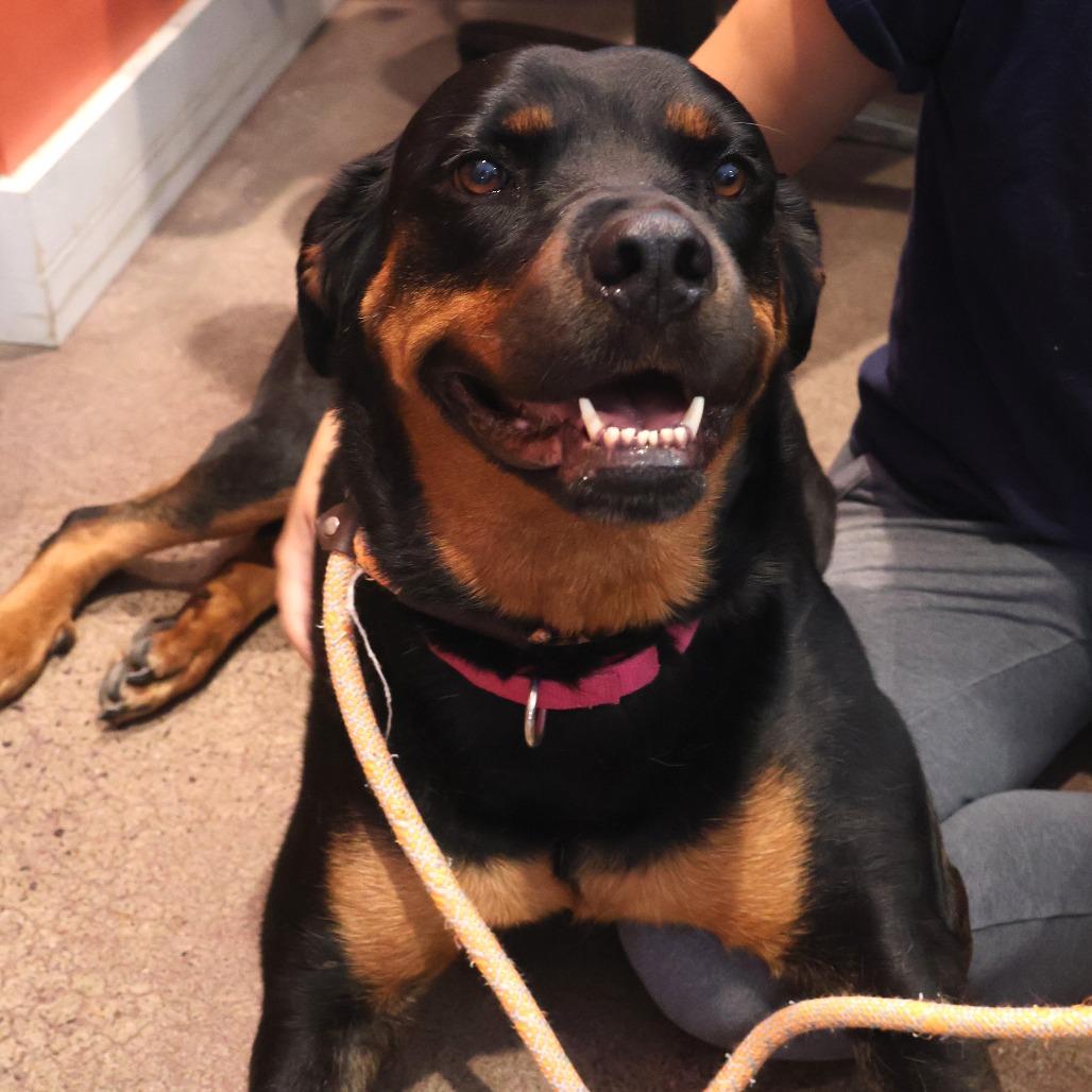 Enlarge Roxie, a Adoptable Rottweiler in Saint Charles, MO image 3/6