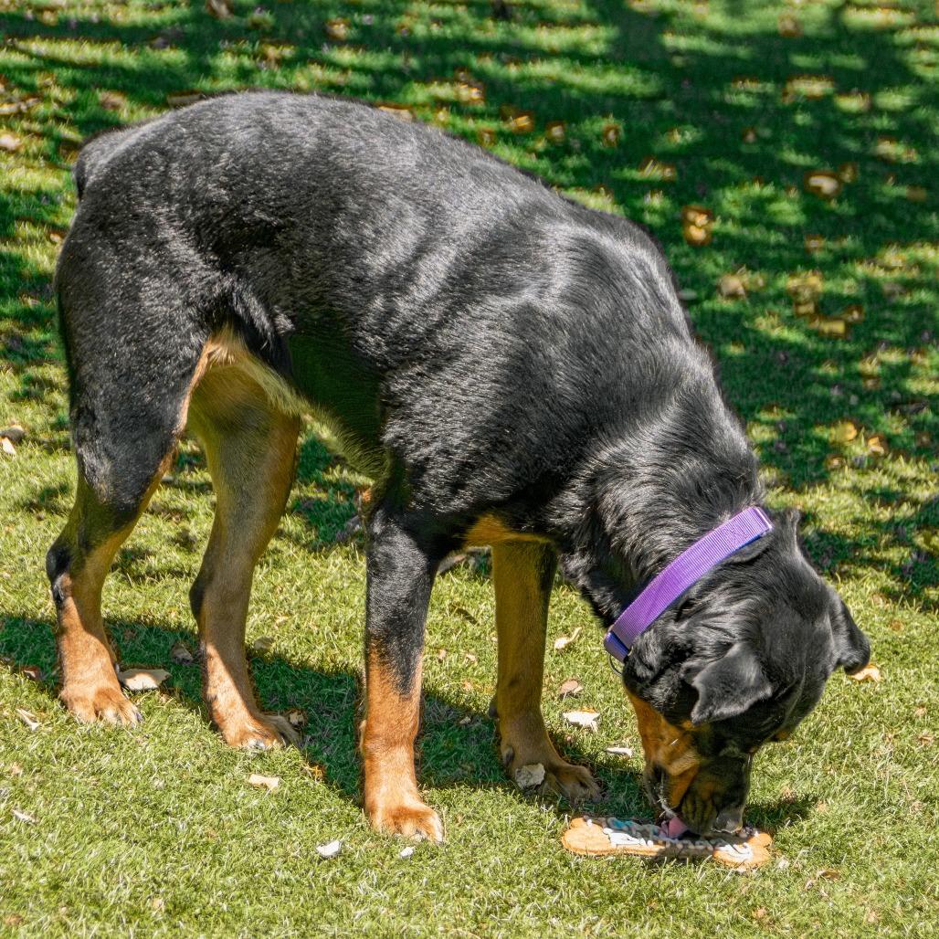 Roxie, a Adoptable Rottweiler in Saint Charles, MO image 6/6