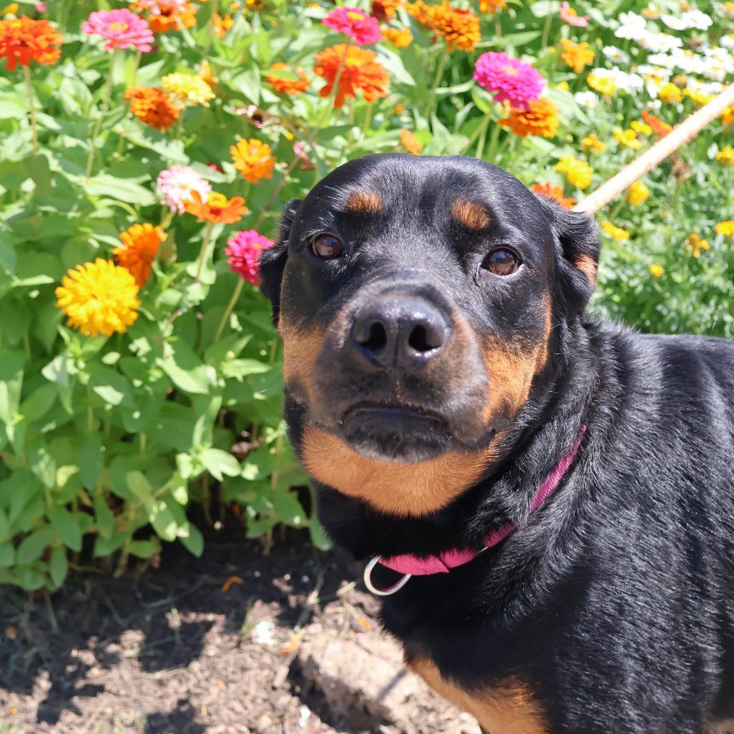 Enlarge Roxie, a Adoptable Rottweiler in Saint Charles, MO image 4/6