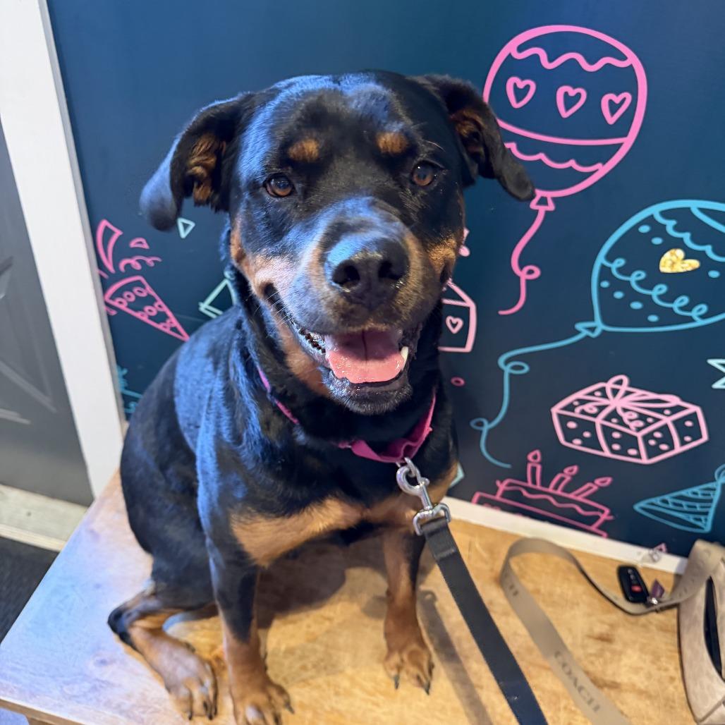 Enlarge Roxie, a Adoptable Rottweiler in Saint Charles, MO image 6/6