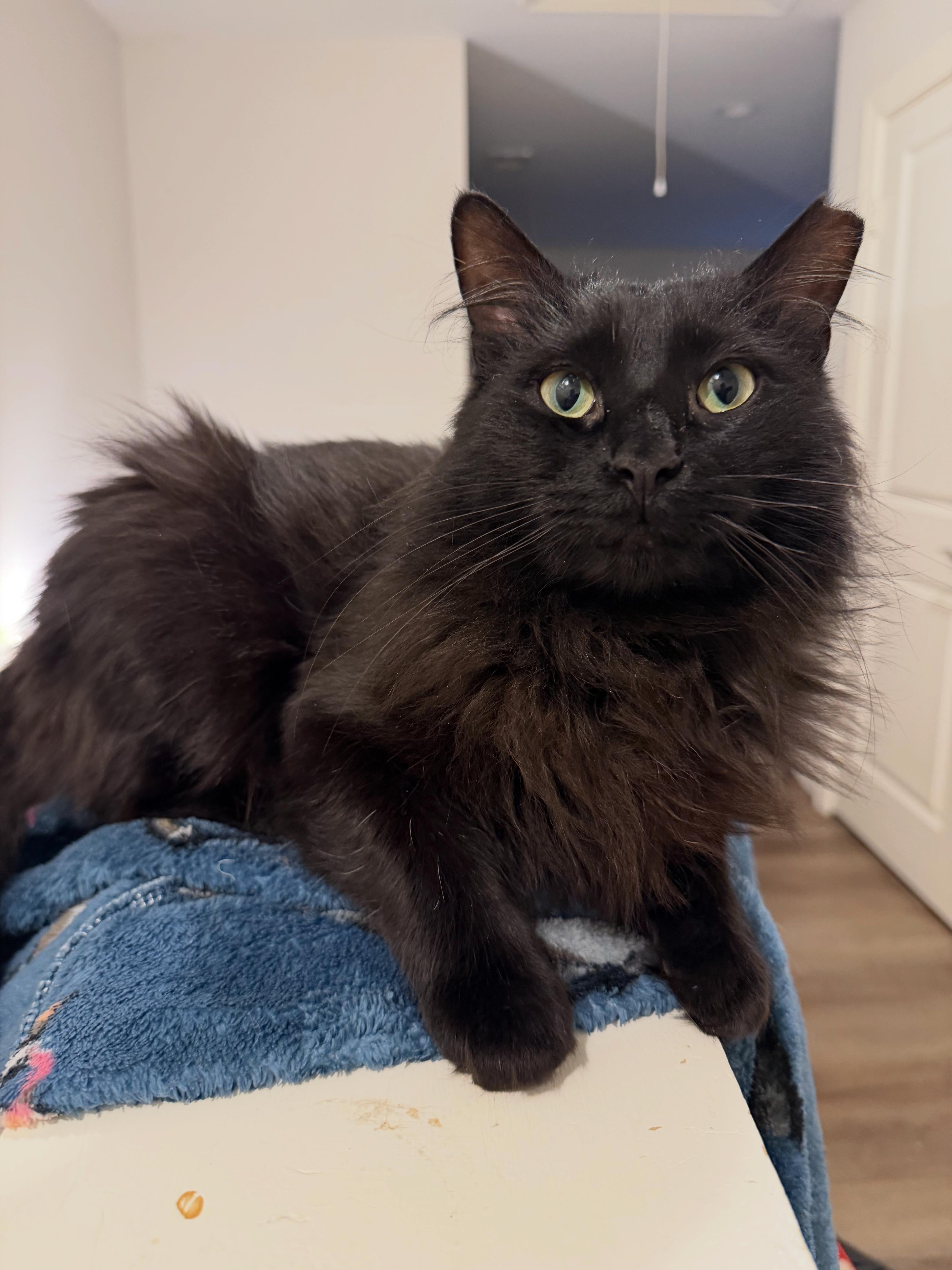 Xena, ADOPTABLE, Adult Female Maine Coon & Domestic Long Hair.