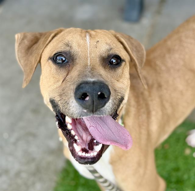 WAYNE*, Adoptable, Young Male Carolina Dog & Mixed Breed.