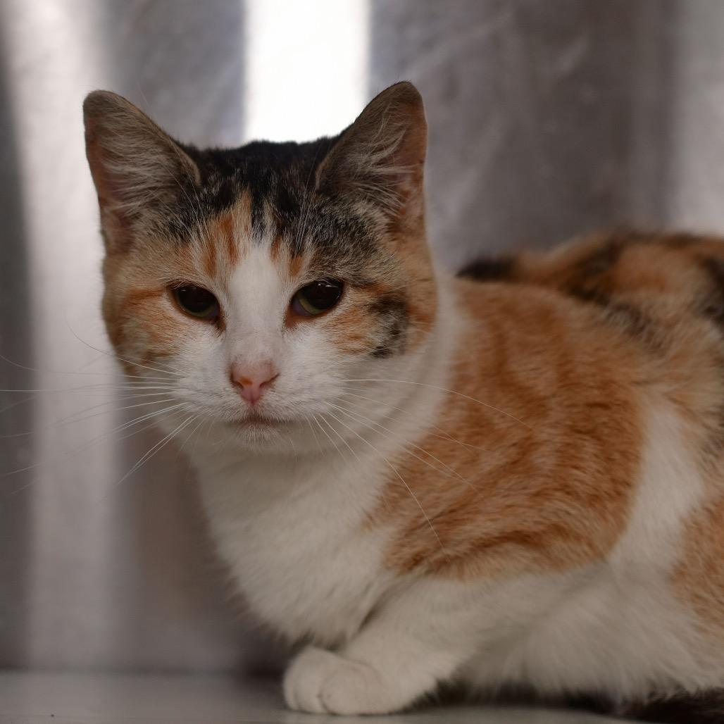 Enlarge Pixie, a Adoptable Domestic Short Hair in Ottawa, KS image 1/1