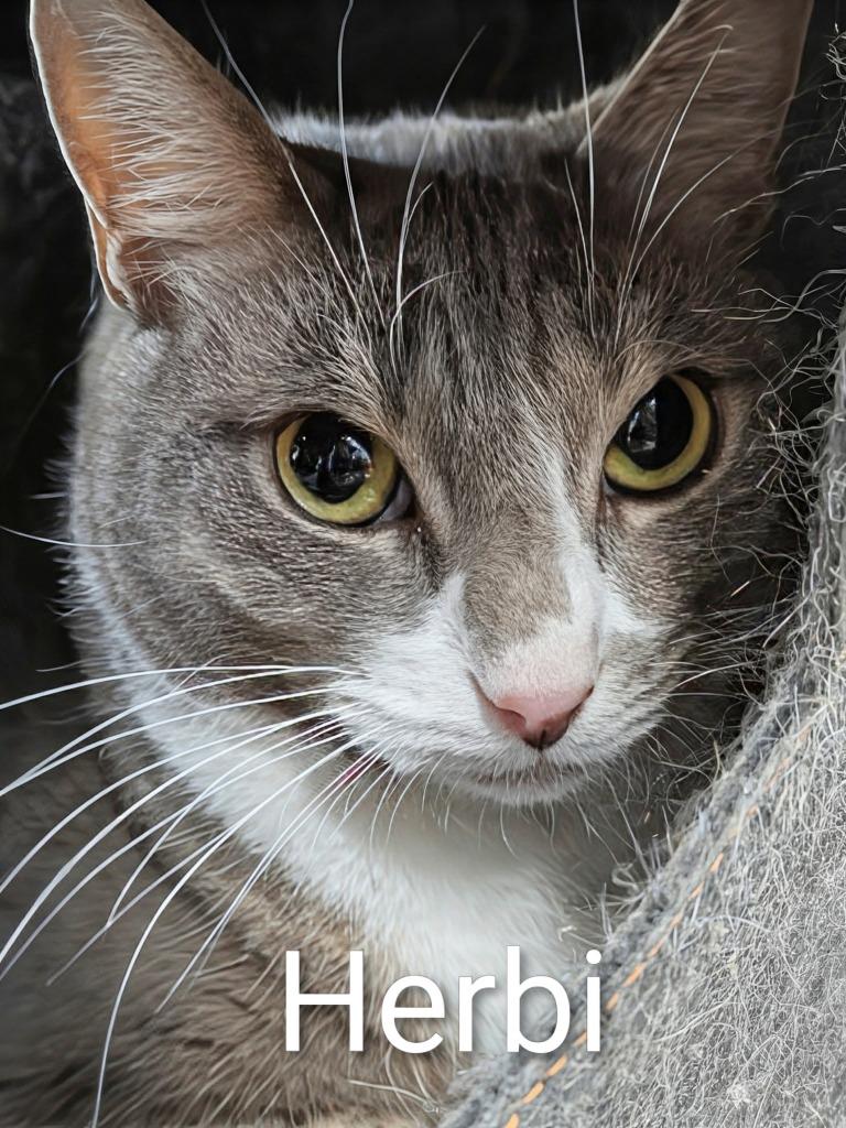 Herbi, Adoptable, Adult Female Domestic Short Hair.