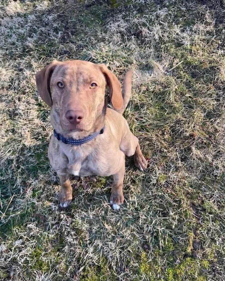 Jack, ADOPTABLE, Puppy Male Hound.