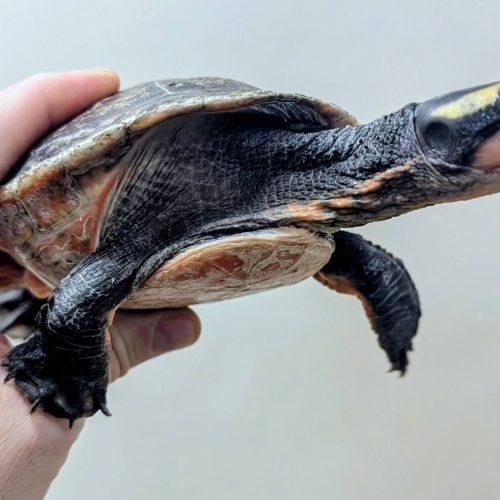 Bonnie, ADOPTABLE, Adult Female Turtle.