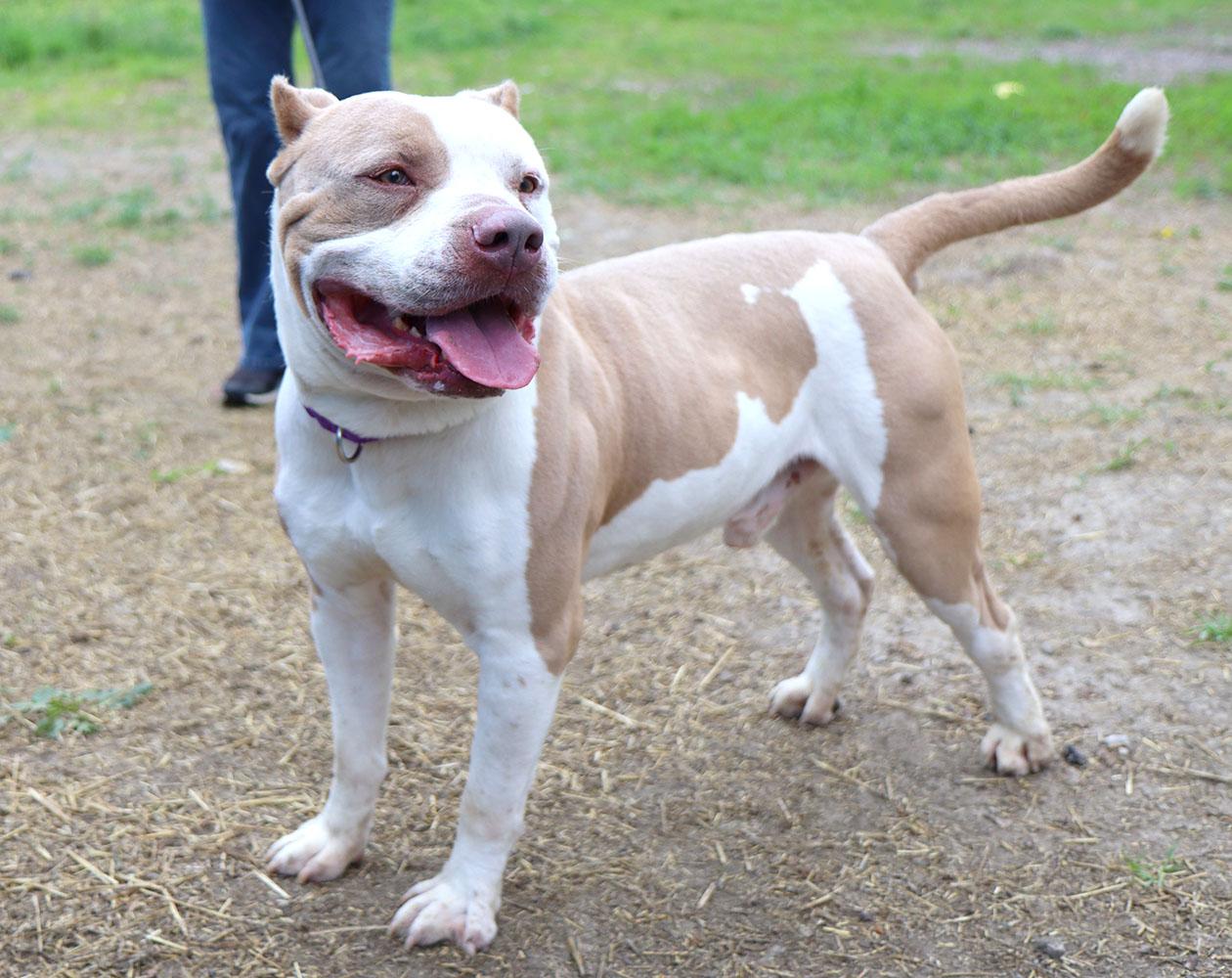 Enlarge Alpha (AO30200), a ADOPTABLE mixed breed in Kansas City, KS image 5/6