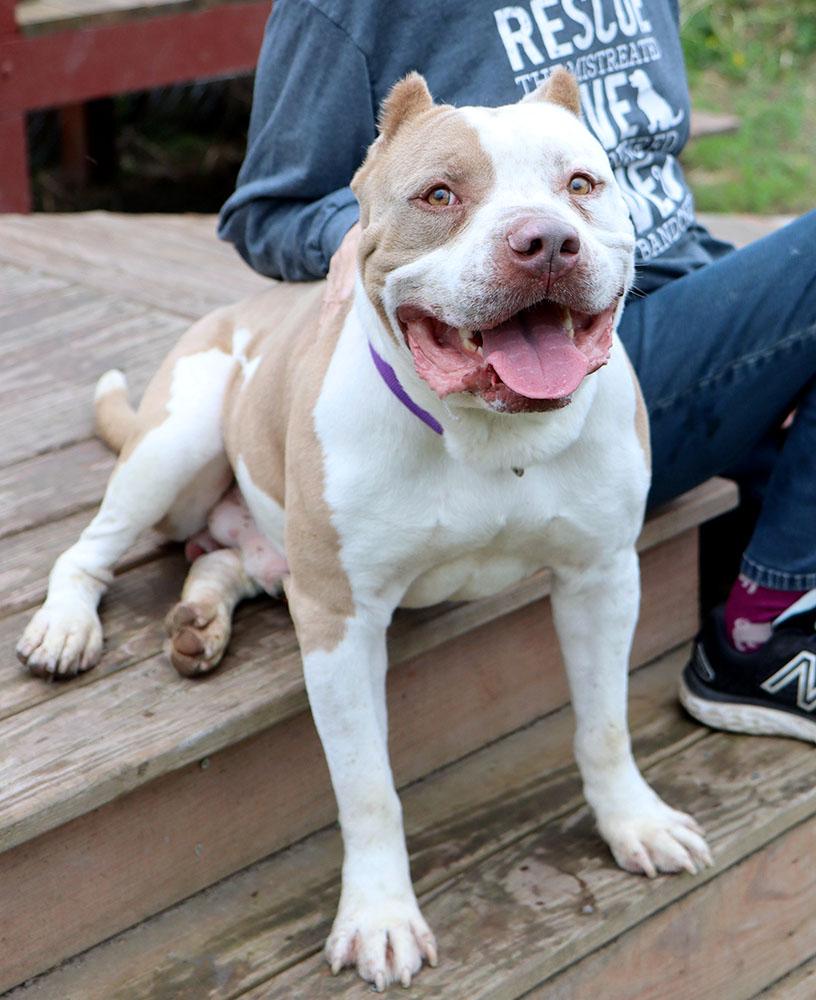 Enlarge Alpha (AO30200), a ADOPTABLE mixed breed in Kansas City, KS image 6/6