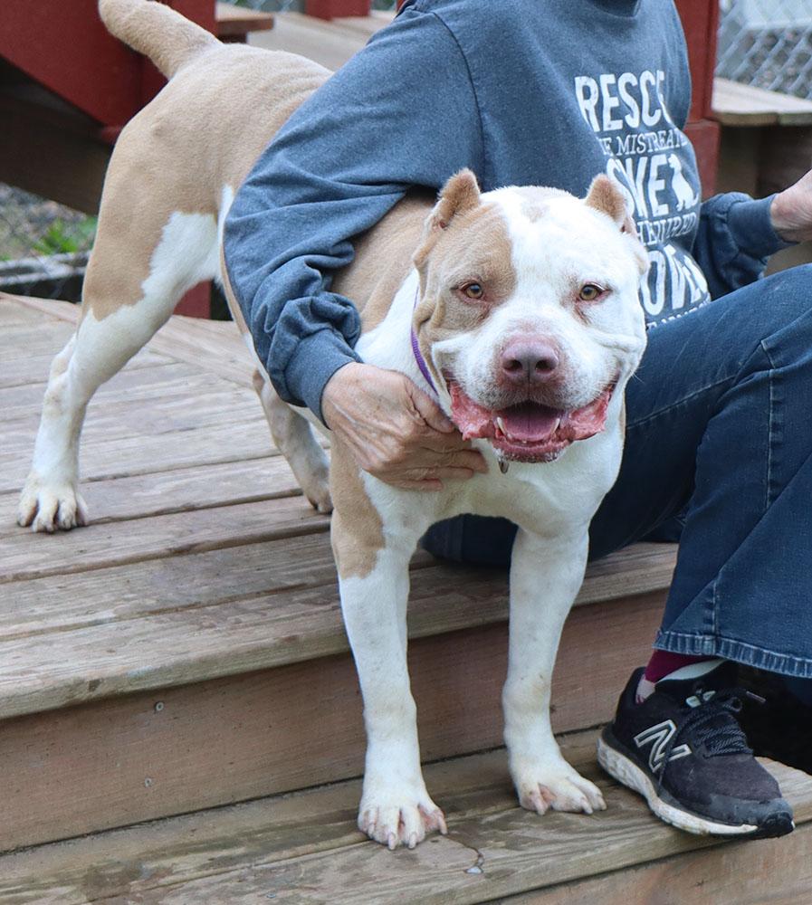 Enlarge Alpha (AO30200), a ADOPTABLE mixed breed in Kansas City, KS image 2/6