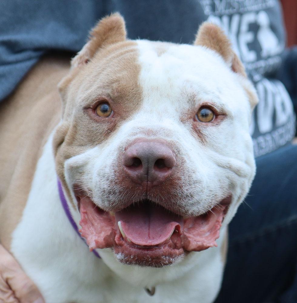 Alpha (AO30200), ADOPTABLE, Adult Male Pit Bull Terrier.