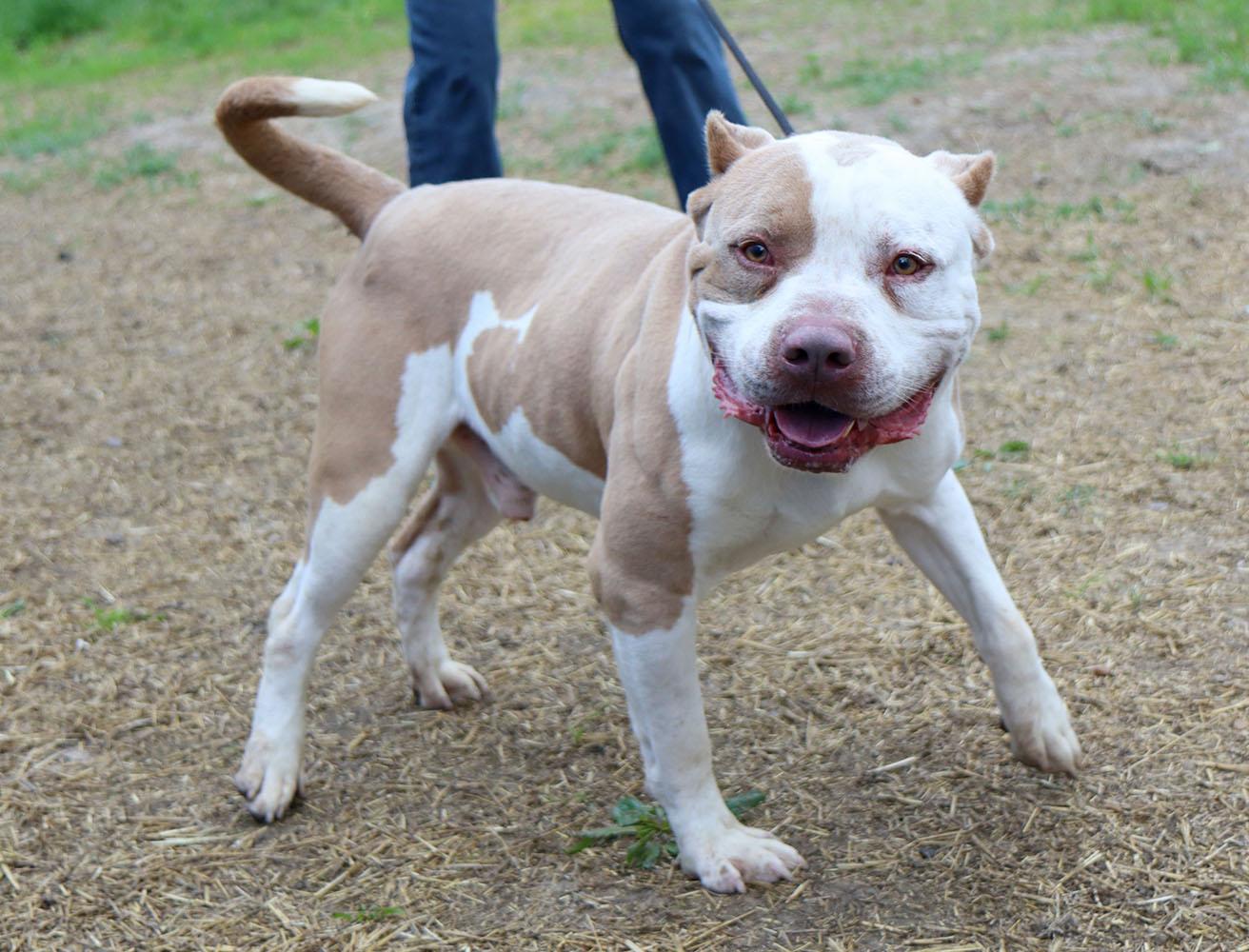 Enlarge Alpha (AO30200), a ADOPTABLE mixed breed in Kansas City, KS image 4/6