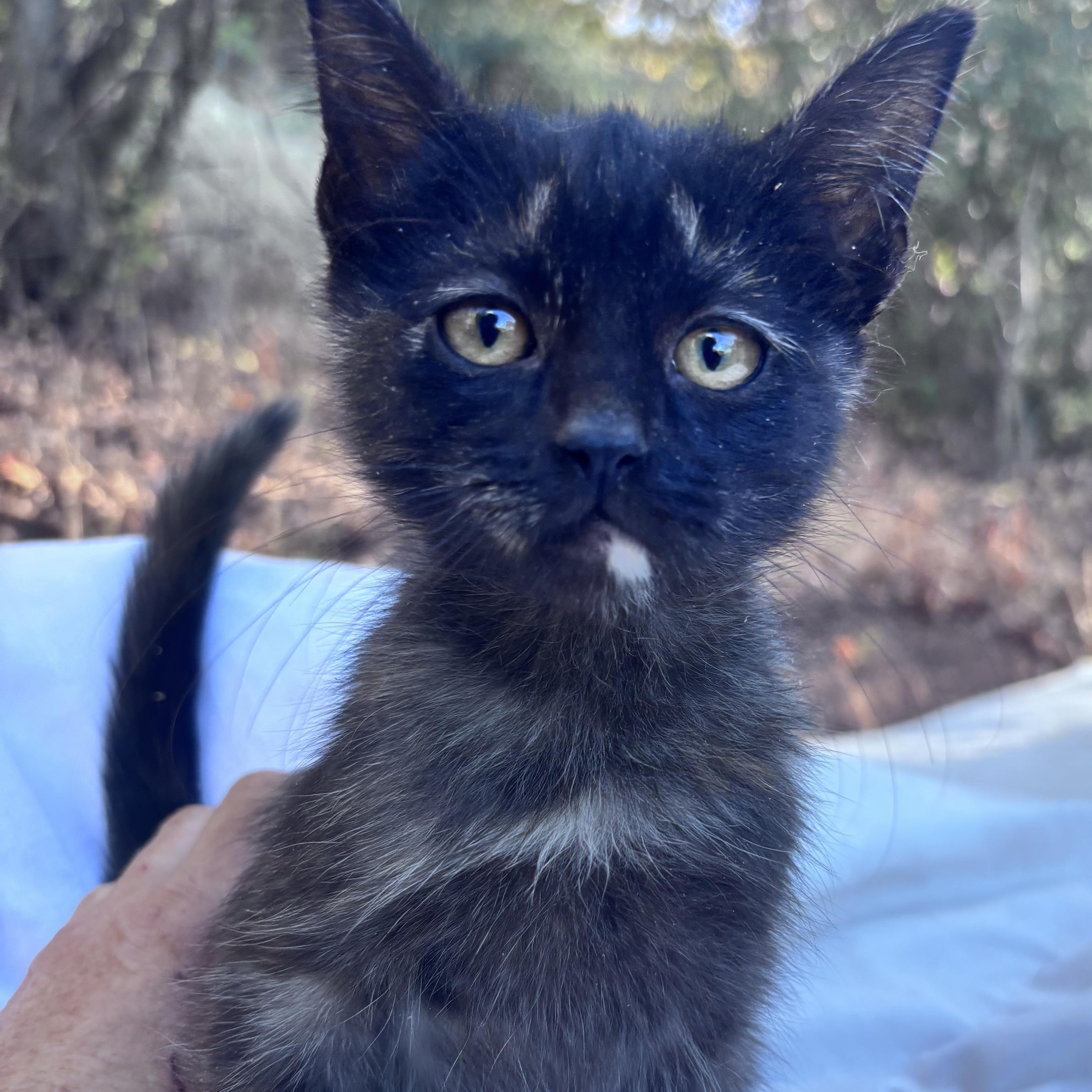 Tiger Lily, Adopted, Young Female Tortoiseshell.
