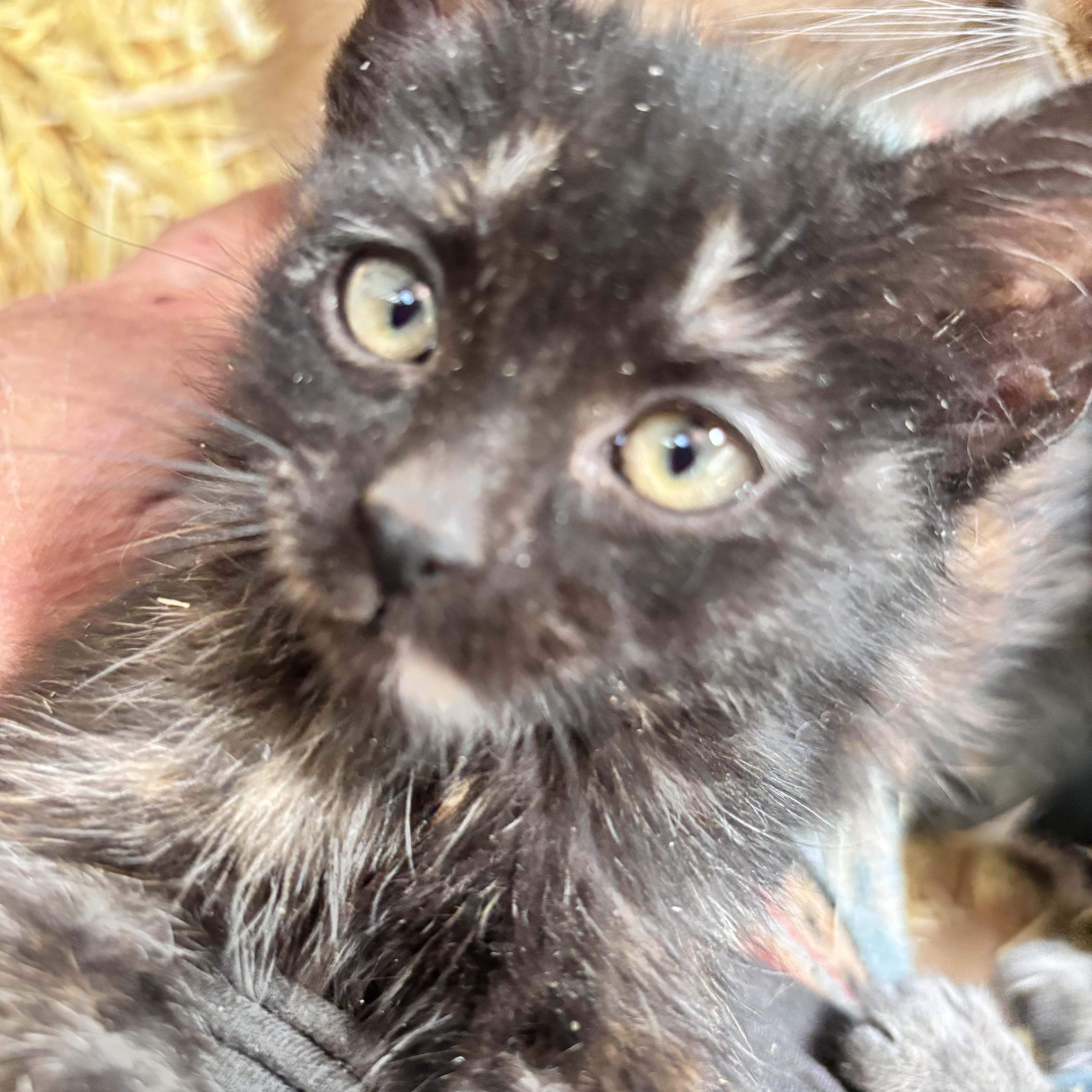 Enlarge Tiger Lily, a Adopted Tortoiseshell in San Diego, CA image 2/4