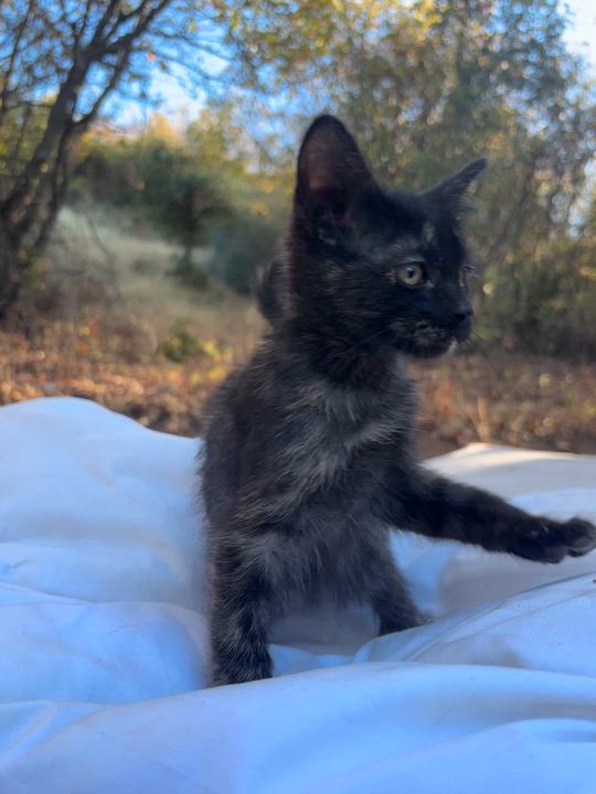 Enlarge Tiger Lily, a Adopted Tortoiseshell in San Diego, CA video 4/4