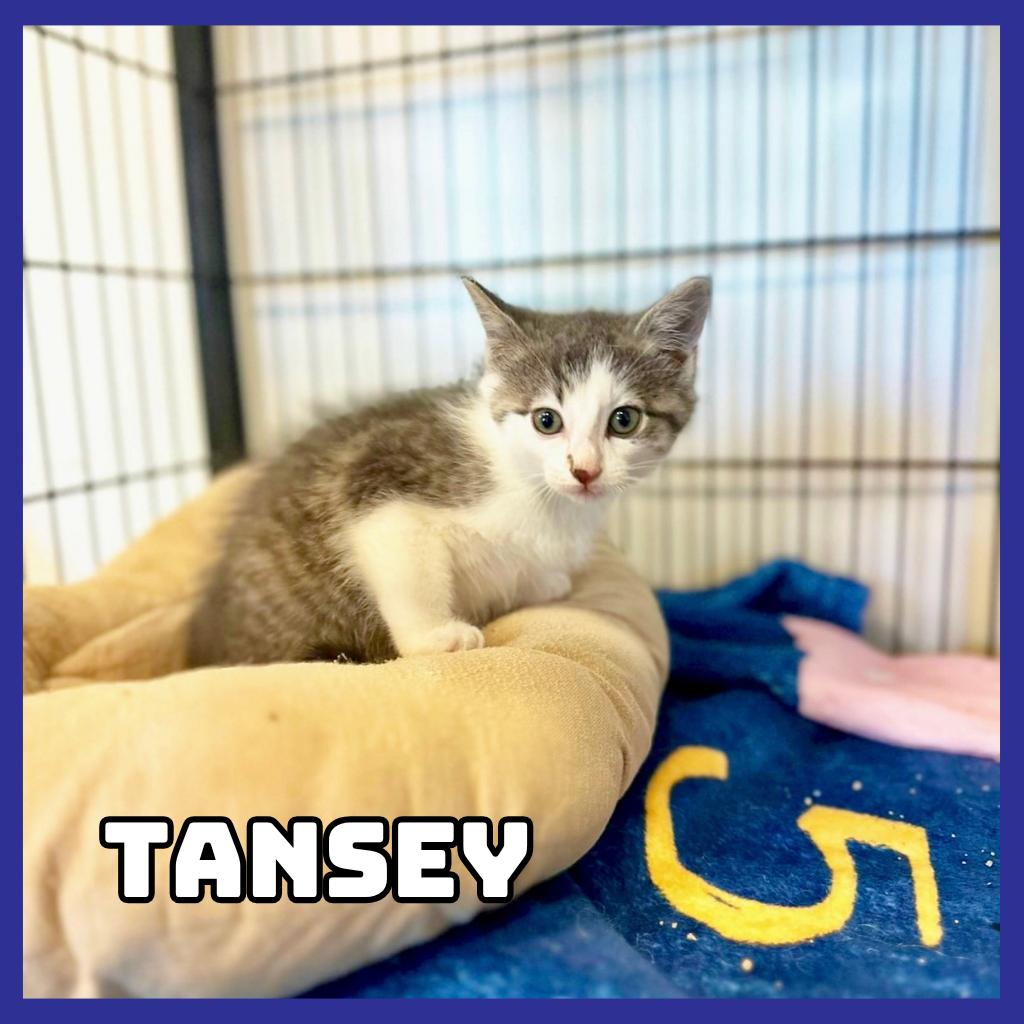Tansey, Adoptable, Kitten Male Domestic Medium Hair.
