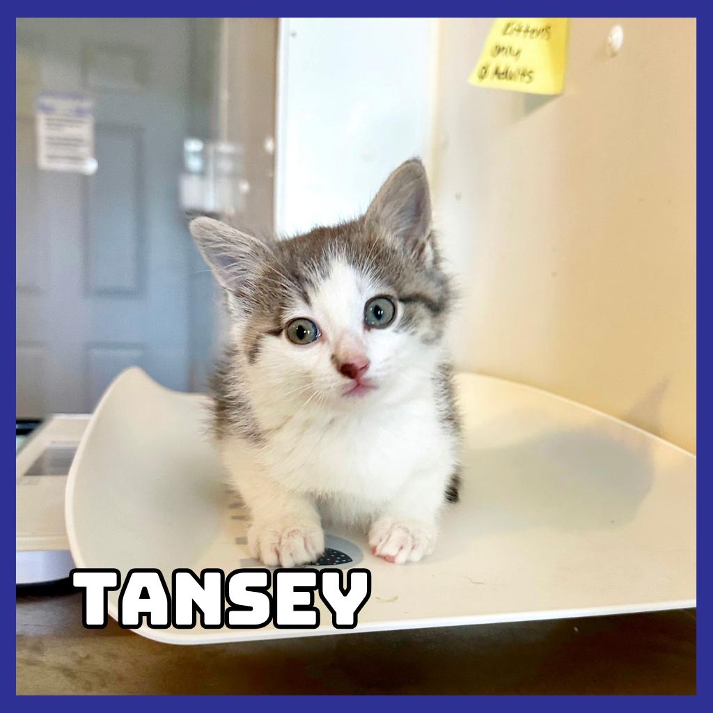 Enlarge Tansey, a Adoptable Domestic Medium Hair in Glenwood, MN image 1/1