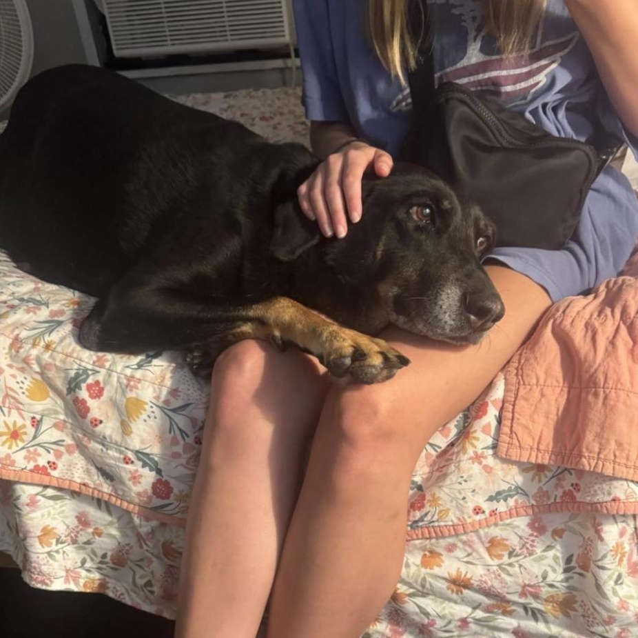 Enlarge Sheba, a ADOPTABLE Doberman Pinscher in Burlington, VT image 6/6