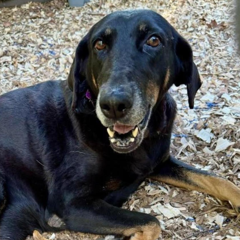 Enlarge Sheba, a ADOPTABLE Doberman Pinscher in Burlington, VT image 5/6