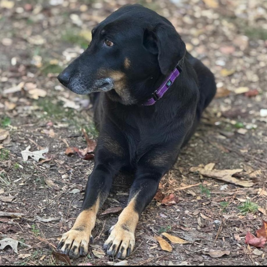 Sheba, ADOPTABLE, Senior Female Doberman Pinscher.