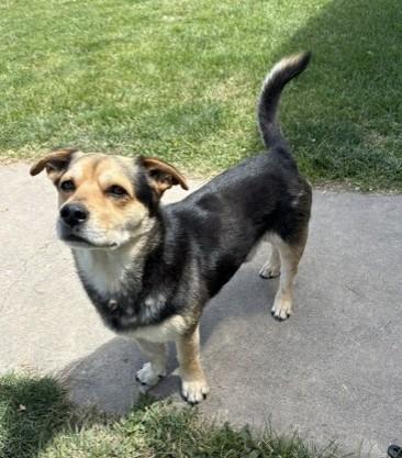 Enlarge Chaparo, a Adoptable mixed breed in Pasco, WA image 4/6