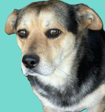 Enlarge Chaparo, a Adoptable mixed breed in Pasco, WA image 2/6