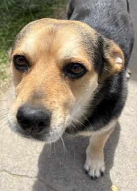Chaparo, Adoptable, Adult Male Beagle & Labrador Retriever.